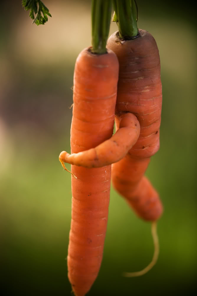two carrots