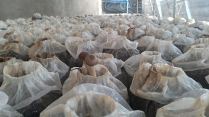 inside a mushroom house